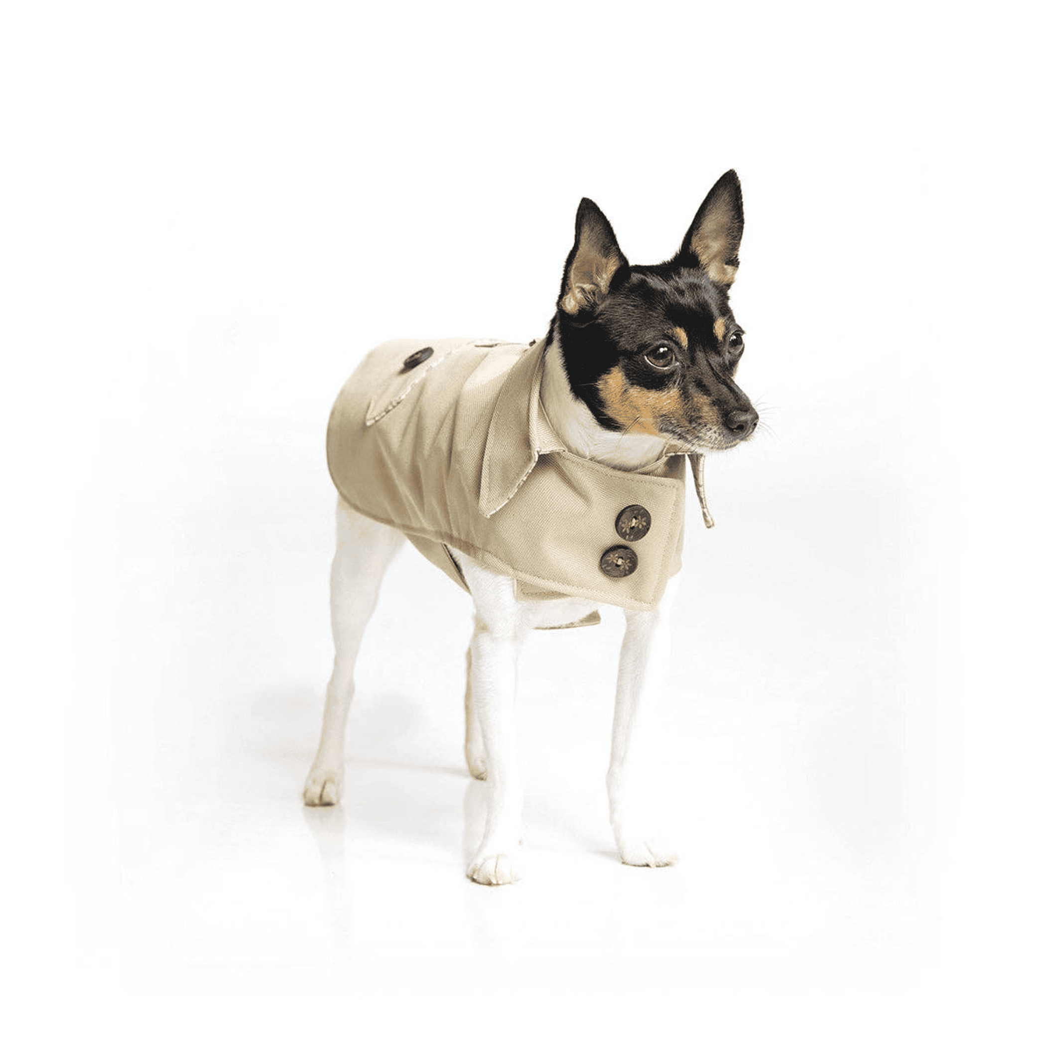 DoggieCoutureNY Classic Trench Coat (Color: Periwinkle)