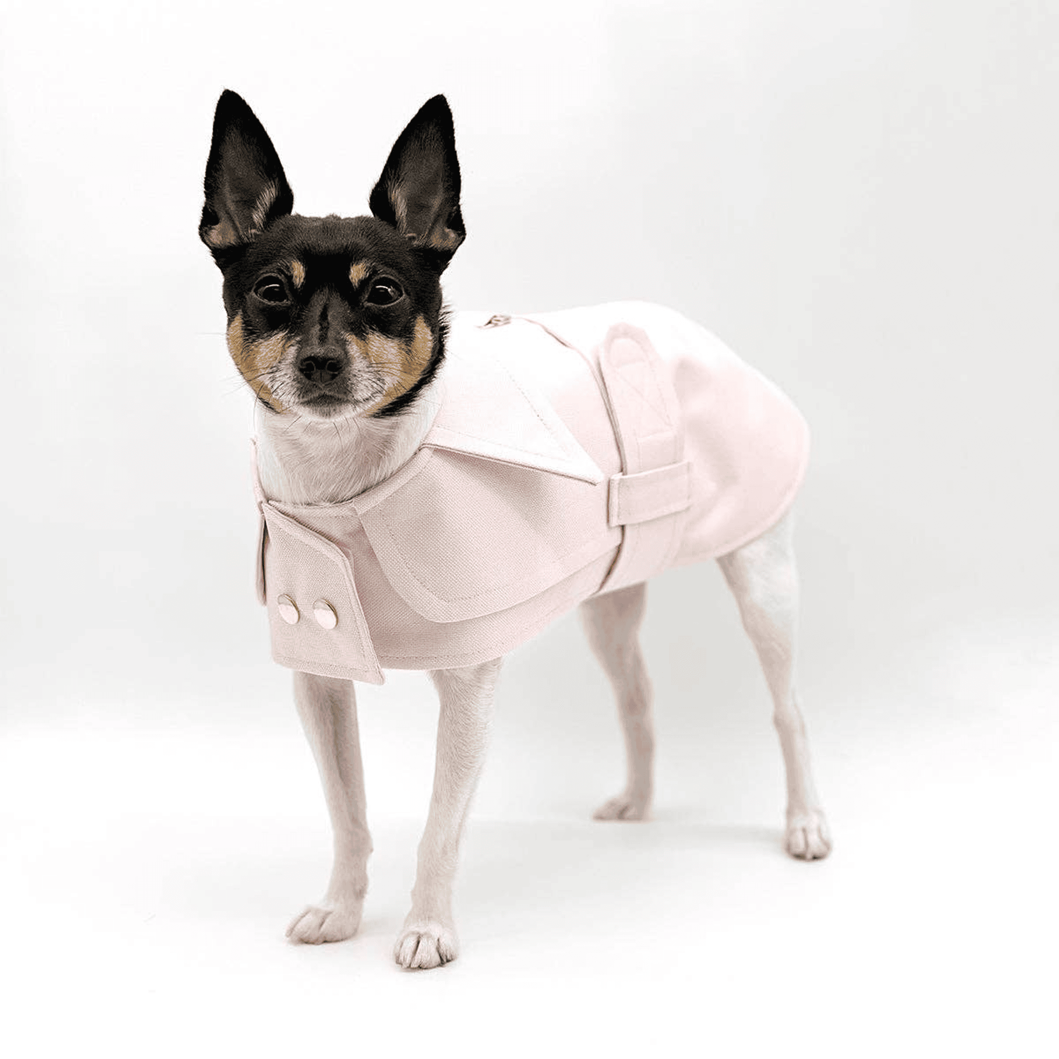 DCNY Belted Trench Coat (Color: Sherpa Lined Denim)